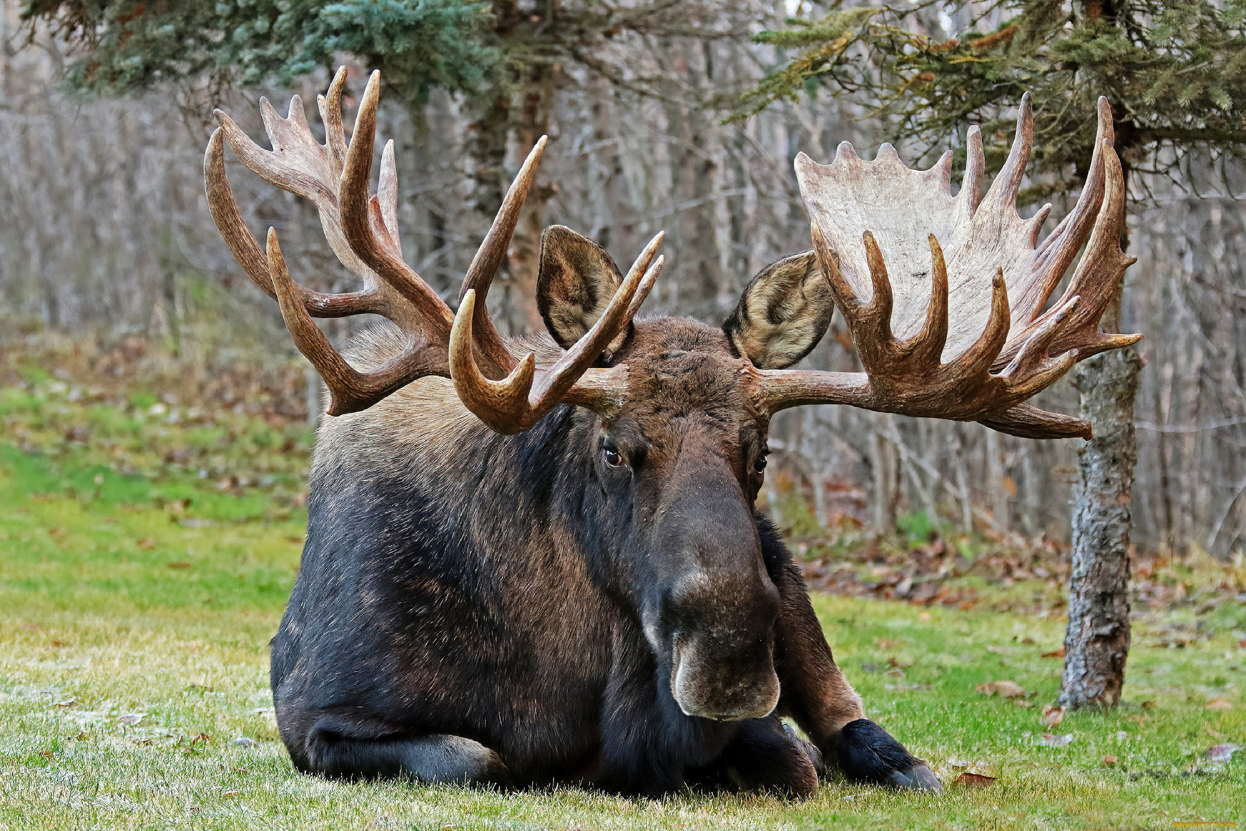 bull moose, , , bull, moose